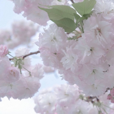 资阳福瑞交流群